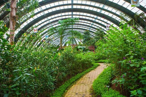 Kuranda  Butterfly Sanctuary  - 