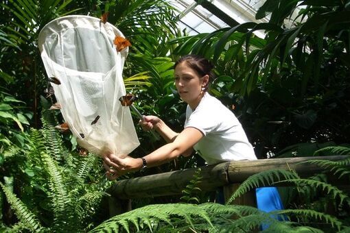 Kuranda  Butterfly Sanctuary  - 